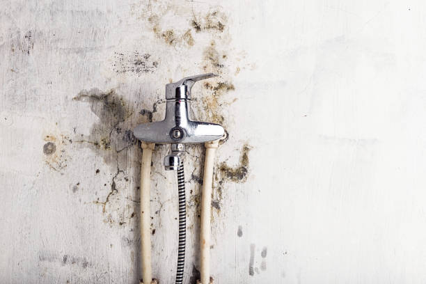 Best Residential Mold Removal  in Gardena, CA