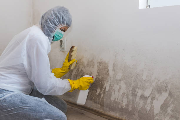 Best Certified Mold Removal  in Gardena, CA