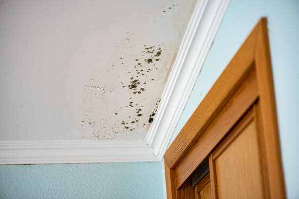 Best Crawl Space Mold Removal  in Gardena, CA