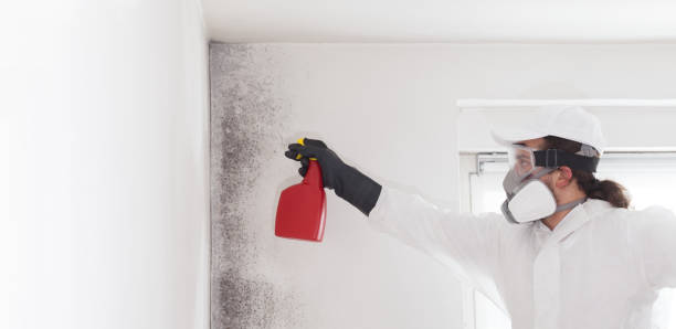 Best Certified Mold Removal  in Gardena, CA