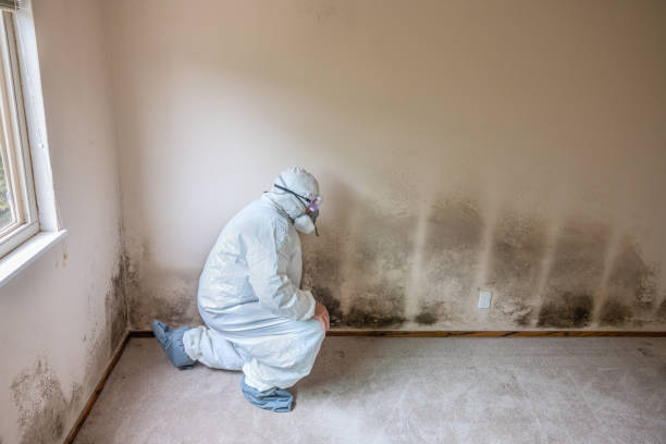 Professional Mold Removal in Gardena, CA