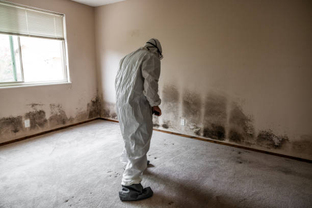 Best Mold Damage Repair  in Gardena, CA
