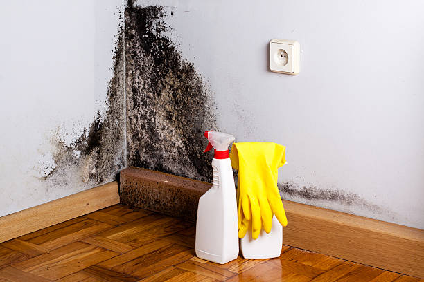 Best Mold Testing  in Gardena, CA