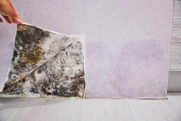 Certified Mold Removal in Gardena, CA
